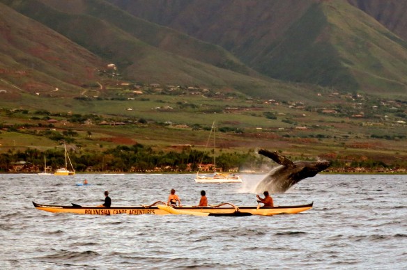 WhaleOne