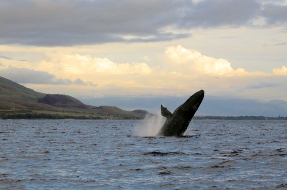 WhaleTwo